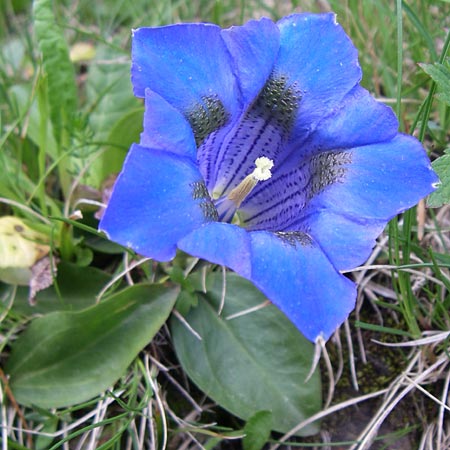 Gentiana alpina \ S&uuml;dalpen-Enzian / Alpine Gentian, Southern Gentian, F Pyren&auml;en/Pyrenees, Eyne 25.6.2008