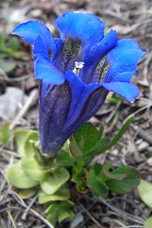 Gentiana alpina \ S&uuml;dalpen-Enzian / Alpine Gentian, Southern Gentian, F Pyren&auml;en/Pyrenees, Port d'Envalira 26.6.2008