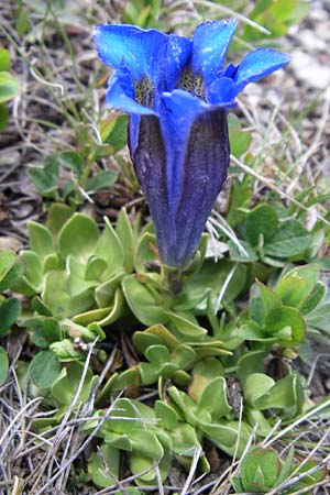 Gentiana alpina \ S&uuml;dalpen-Enzian / Alpine Gentian, Southern Gentian, F Pyren&auml;en/Pyrenees, Port d'Envalira 26.6.2008