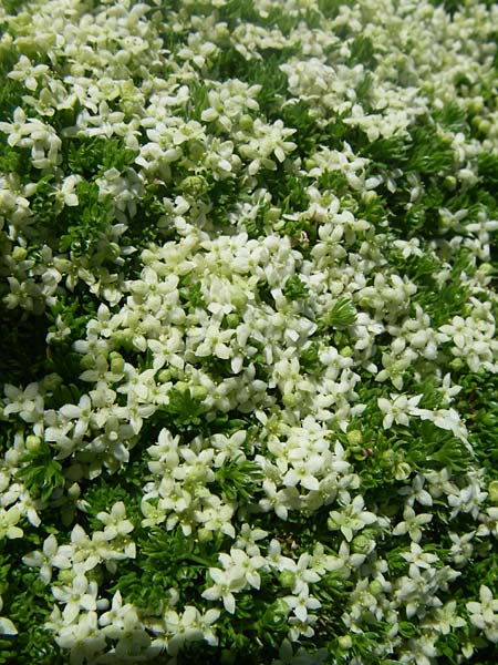 Galium cespitosum \ Rasenbildendes Labkraut / Pyrenean Cushion Bedstraw, F Col de Lautaret Botan. Gar.  28.6.2008