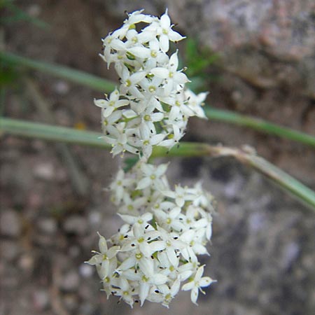 Galium corrudifolium \ Mittelmeer-Labkraut / Mediterranean Bedstraw, F Causse Noir 28.5.2009
