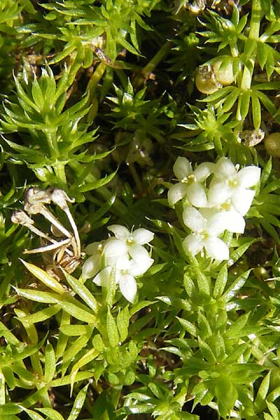 Galium cespitosum \ Rasenbildendes Labkraut / Pyrenean Cushion Bedstraw, F Pyren&auml;en/Pyrenees, Gourette 25.8.2011