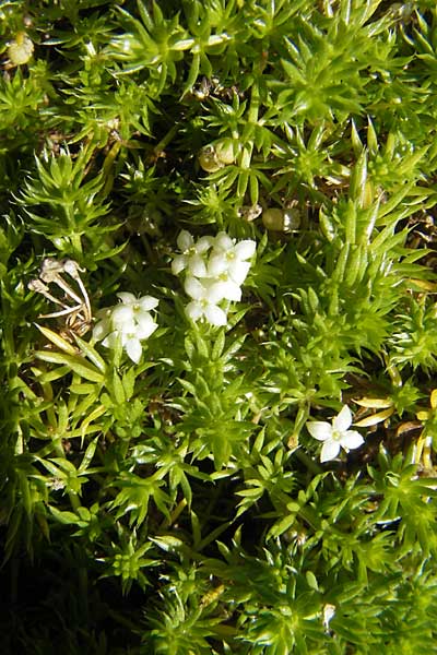 Galium cespitosum \ Rasenbildendes Labkraut / Pyrenean Cushion Bedstraw, F Pyren&auml;en/Pyrenees, Gourette 25.8.2011