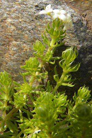 Galium cespitosum \ Rasenbildendes Labkraut / Pyrenean Cushion Bedstraw, F Pyren&auml;en/Pyrenees, Gourette 25.8.2011