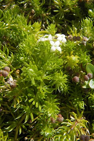 Galium cespitosum \ Rasenbildendes Labkraut / Pyrenean Cushion Bedstraw, F Pyren&auml;en/Pyrenees, Gourette 25.8.2011