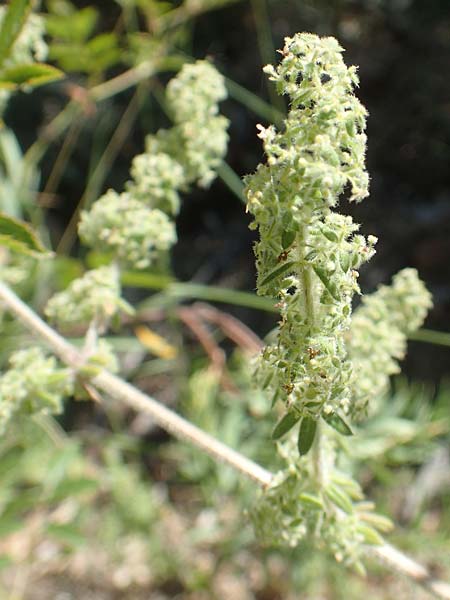 Galium verticillatum \ Quirlbl&auml;ttriges Labkraut / Whorled Bedstraw, F Pyren&auml;en/Pyrenees, Molitg-les-Bains 23.7.2018