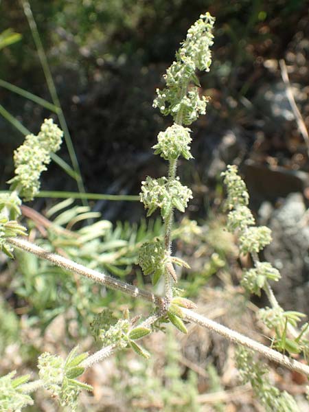 Galium verticillatum \ Quirlbl&auml;ttriges Labkraut / Whorled Bedstraw, F Pyren&auml;en/Pyrenees, Molitg-les-Bains 23.7.2018