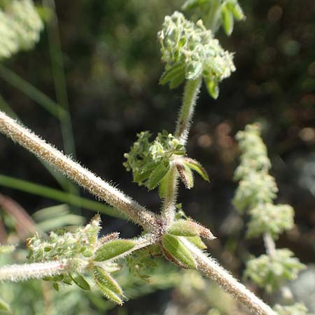 Galium verticillatum \ Quirlbl&auml;ttriges Labkraut / Whorled Bedstraw, F Pyren&auml;en/Pyrenees, Molitg-les-Bains 23.7.2018