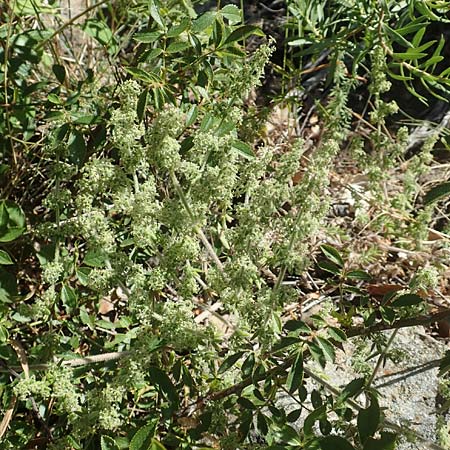 Galium verticillatum \ Quirlbl&auml;ttriges Labkraut / Whorled Bedstraw, F Pyren&auml;en/Pyrenees, Molitg-les-Bains 23.7.2018