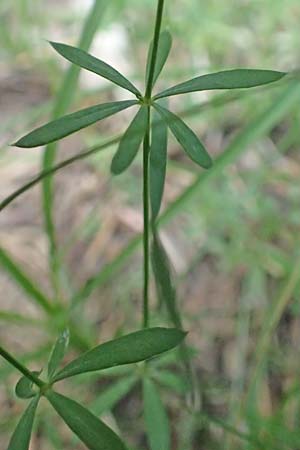 Galium marchandii \ Marchands Labkraut / Marchand's Bedstraw, F Pyren&auml;en/Pyrenees, Canigou 24.7.2018