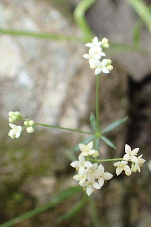 Galium marchandii \ Marchands Labkraut / Marchand's Bedstraw, F Pyren&auml;en/Pyrenees, Canigou 24.7.2018