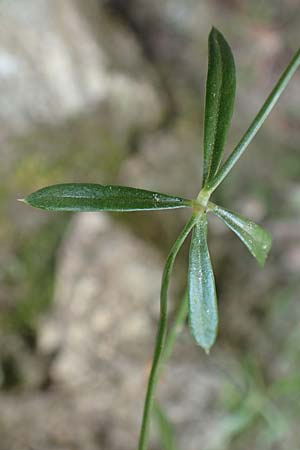 Galium marchandii \ Marchands Labkraut / Marchand's Bedstraw, F Pyren&auml;en/Pyrenees, Canigou 24.7.2018