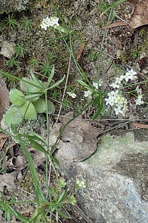 Galium marchandii \ Marchands Labkraut / Marchand's Bedstraw, F Pyren&auml;en/Pyrenees, Canigou 24.7.2018