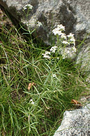 Galium marchandii \ Marchands Labkraut / Marchand's Bedstraw, F Pyren&auml;en/Pyrenees, Canigou 24.7.2018