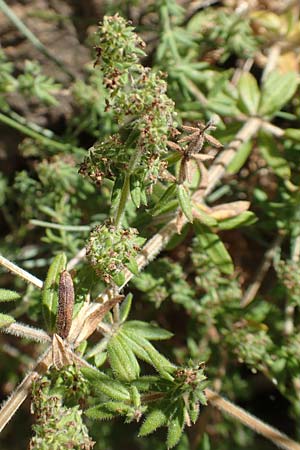 Galium verticillatum \ Quirlbl&auml;ttriges Labkraut / Whorled Bedstraw, F Pyren&auml;en/Pyrenees, Caranca - Schlucht / Gorge 30.7.2018