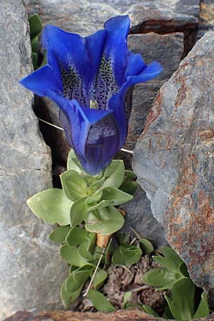 Gentiana alpina \ S&uuml;dalpen-Enzian / Alpine Gentian, Southern Gentian, F Pyren&auml;en/Pyrenees, Puigmal 1.8.2018