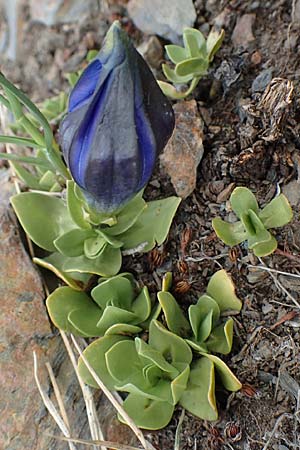 Gentiana alpina \ S&uuml;dalpen-Enzian / Alpine Gentian, Southern Gentian, F Pyren&auml;en/Pyrenees, Puigmal 1.8.2018