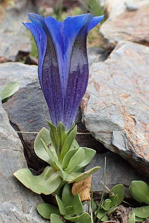 Gentiana alpina \ S&uuml;dalpen-Enzian / Alpine Gentian, Southern Gentian, F Pyren&auml;en/Pyrenees, Puigmal 1.8.2018