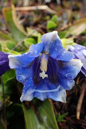 Gentiana ligustica \ Ligurischer Enzian / Ligurian Gentian, F Col de la Cayolle 30.4.2023
