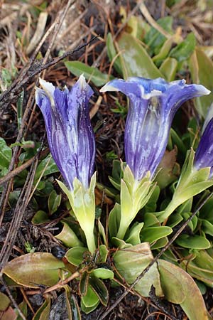 Gentiana ligustica \ Ligurischer Enzian / Ligurian Gentian, F Col de la Cayolle 30.4.2023