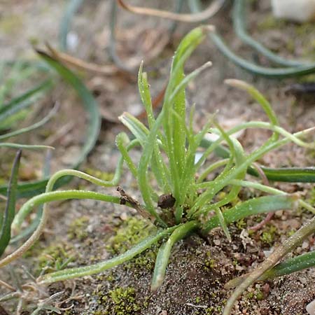 Gagea apulica ? \ Apulischer Gelbstern / Apulian Star of Bethlehem, F Martigues 17.3.2024