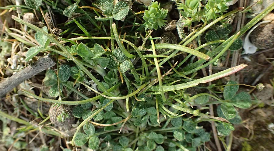 Gagea apulica ? \ Apulischer Gelbstern / Apulian Star of Bethlehem, F Martigues 17.3.2024