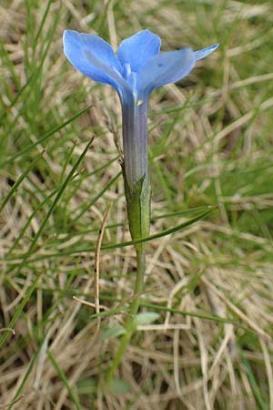 Gentiana brachyphylla \ Kurzblttriger Enzian / Small-Leaved Gentian, F Col de la Bonette 8.7.2016