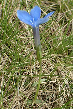 Gentiana brachyphylla \ Kurzblttriger Enzian / Small-Leaved Gentian, F Col de la Bonette 8.7.2016