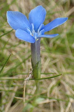 Gentiana brachyphylla \ Kurzblttriger Enzian / Small-Leaved Gentian, F Col de la Bonette 8.7.2016