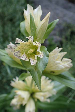 Gentiana burseri \ Burser-Enzian / Burser's Gentian, F Pyren&auml;en/Pyrenees, Canigou 24.7.2018