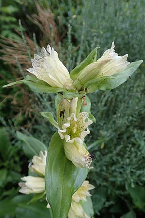 Gentiana burseri \ Burser-Enzian / Burser's Gentian, F Pyren&auml;en/Pyrenees, Canigou 24.7.2018