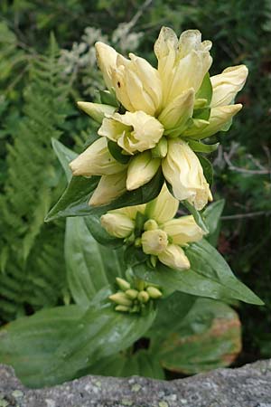 Gentiana burseri \ Burser-Enzian / Burser's Gentian, F Pyren&auml;en/Pyrenees, Canigou 24.7.2018