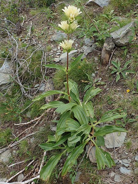 Gentiana burseri \ Burser-Enzian / Burser's Gentian, F Pyren&auml;en/Pyrenees, Puigmal 29.7.2018
