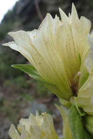 Gentiana burseri \ Burser-Enzian / Burser's Gentian, F Pyren&auml;en/Pyrenees, Puigmal 29.7.2018