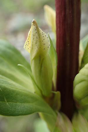 Gentiana burseri \ Burser-Enzian / Burser's Gentian, F Pyren&auml;en/Pyrenees, Puigmal 29.7.2018