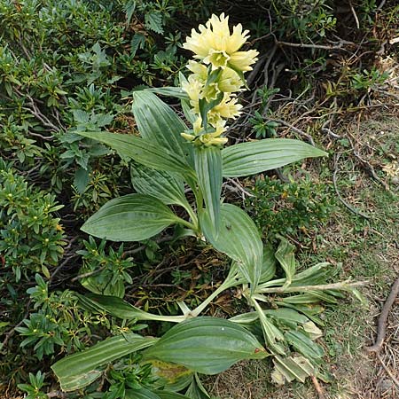 Gentiana burseri \ Burser-Enzian / Burser's Gentian, F Pyren&auml;en/Pyrenees, Eyne 4.8.2018