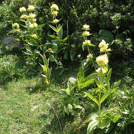 Gentiana burseri \ Burser-Enzian / Burser's Gentian, F Pyren&auml;en/Pyrenees, Eyne 4.8.2018
