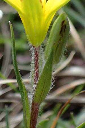 Gagea bohemica \ Bhmischer Felsen-Gelbstern / Early Star of Bethlehem, Radnor Lily, F Caussols 15.3.2024