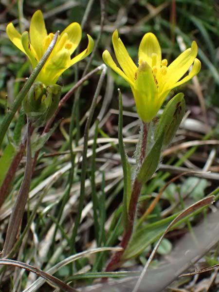 Gagea bohemica \ Bhmischer Felsen-Gelbstern / Early Star of Bethlehem, Radnor Lily, F Caussols 15.3.2024