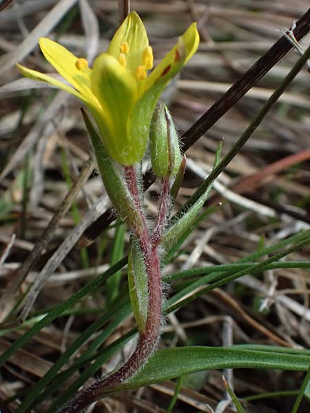 Gagea bohemica \ Bhmischer Felsen-Gelbstern / Early Star of Bethlehem, Radnor Lily, F Caussols 15.3.2024