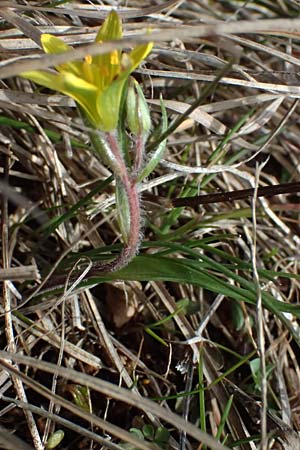 Gagea bohemica \ Bhmischer Felsen-Gelbstern / Early Star of Bethlehem, Radnor Lily, F Caussols 15.3.2024