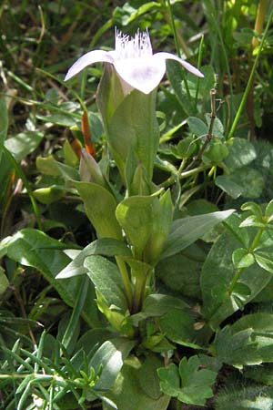 Gentianella campestris \ Feld-Kranzenzian, Feld-Enzian / Field Gentian, F Pyrenäen/Pyrenees, Eyne 9.8.2006