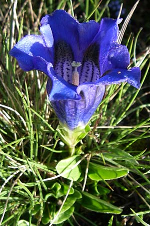 Gentiana clusii \ Clusius' Enzian / Trumpet Gentian, F Col de Granon 22.6.2008