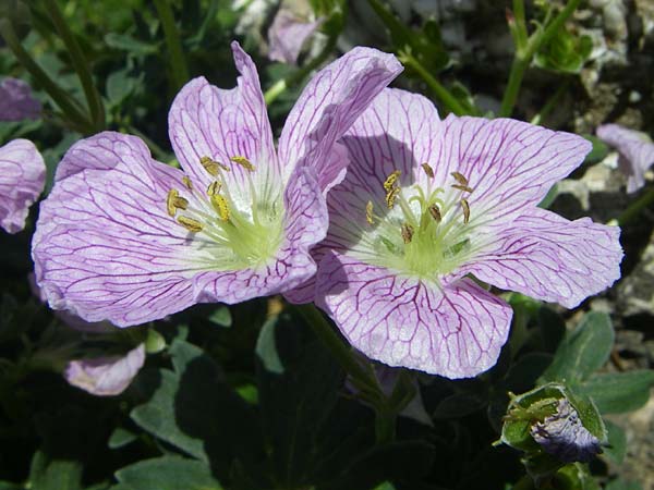 Geranium cinereum \ Grauer Storchschnabel / Ashy Crane's-Bill, F Col de Lautaret Botan. Gar.  28.6.2008