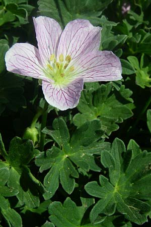 Geranium cinereum \ Grauer Storchschnabel / Ashy Crane's-Bill, F Col de Lautaret Botan. Gar.  28.6.2008