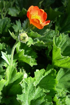 Geum coccineum \ Orangerote Nelkenwurz / Dwarf Orange Avens, F Col de Lautaret Botan. Gar. 28.6.2008
