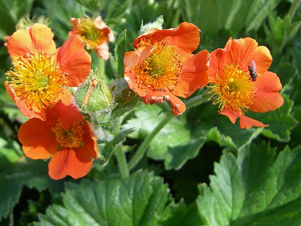 Geum coccineum \ Orangerote Nelkenwurz / Dwarf Orange Avens, F Col de Lautaret Botan. Gar. 28.6.2008