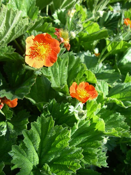 Geum coccineum \ Orangerote Nelkenwurz / Dwarf Orange Avens, F Col de Lautaret Botan. Gar. 28.6.2008