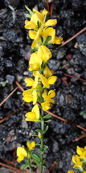 Genista cinerea \ Aschgrauer Ginster, F Guillaumes 30.4.2023