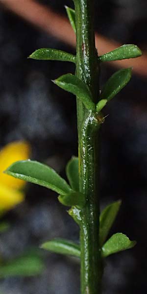 Genista cinerea \ Aschgrauer Ginster, F Guillaumes 30.4.2023